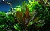 072D Echinodorus 'Reni'